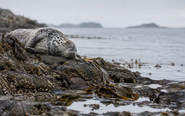 A mottled grey seal rests with its eyes closed on a dark, kelp-covered rock shelf beside shallow tide pools.