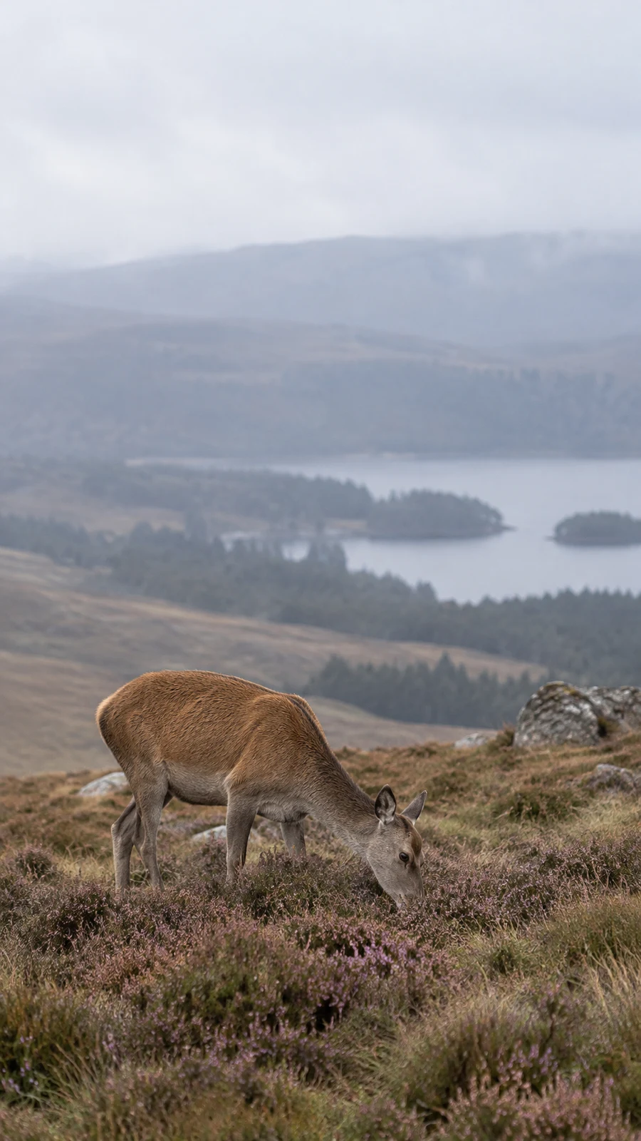 A red-brown deer grazes among purple heather and rough grass on a misty hillside, with softly blurred hills, woodland and water behind it.