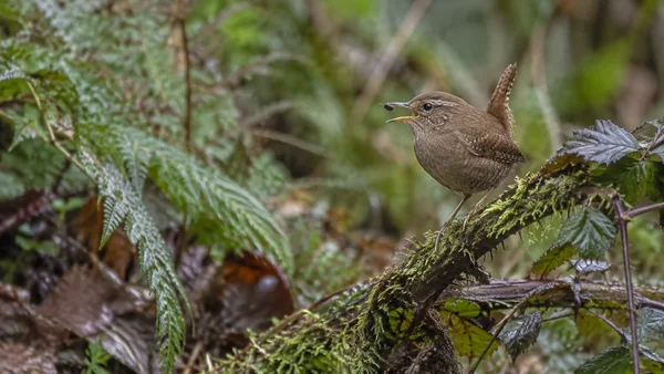 A small brown wren perches on a moss-covered bramble in woodland, its tail raised and open beak near a tiny insect, with soft-focus ferns and leaf litter…