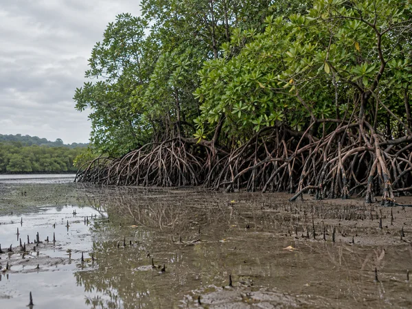 A mangrove forest edge at low tide, with tangled arching roots above wet mud and shallow reflective water; pneumatophore spikes dot the foreground beneath a…