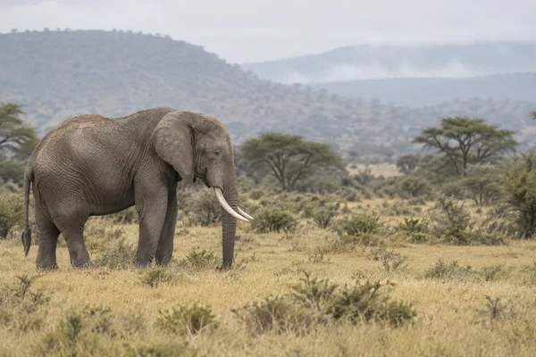 A large grey elephant stands in dry grass on the left, facing right with its trunk lowered and tusks visible.