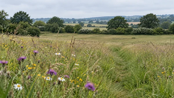 A low view across a wildflower meadow with blurred purple and white flowers in the foreground; a flattened grassy track curves toward hedgerows and scattered…