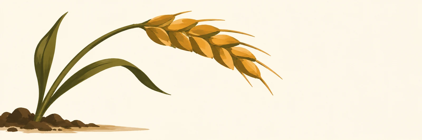 A long olive-green wheat stalk rises from a dark, uneven strip of earth at the lower left and bends beneath a large golden ear, with two sweeping leaves…