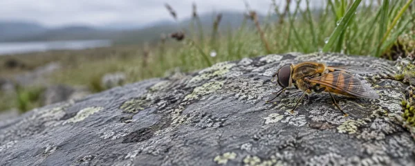 A golden-brown hoverfly rests on a broad, lichen-speckled slate stone, with damp grass and a softly blurred meadow behind it.