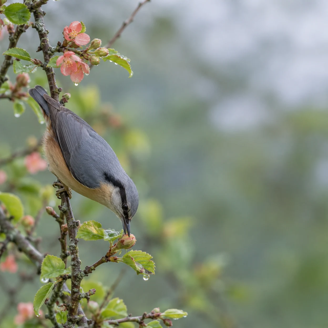 A blue-grey and buff bird clings head-down to a branch in the lower left, pecking at a bud among dew-covered green leaves and coral-pink blossoms, with a…