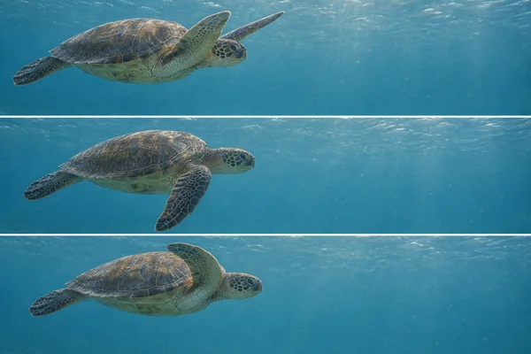 A sea turtle swims toward the right through clear blue water in three stacked photographs, with its front flippers in different positions in each frame and…