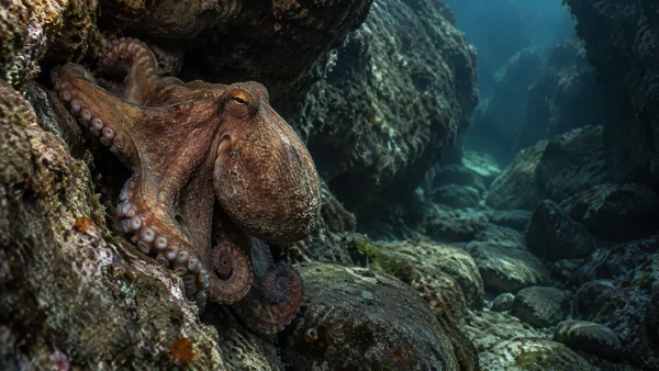 A copper-brown octopus clings to the rough stone at the entrance of a submerged rock fissure, with the passage receding into dim blue-green water on the right.