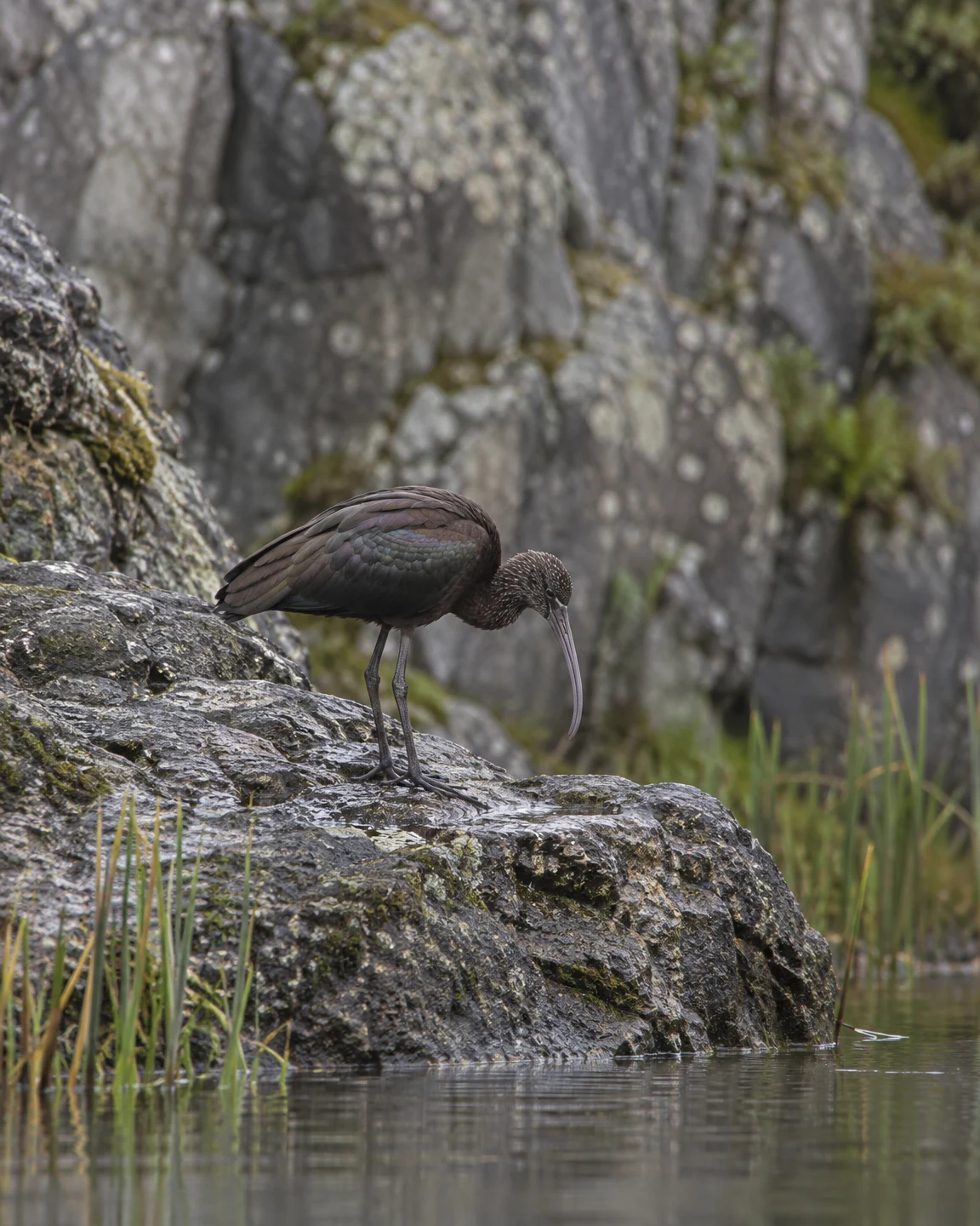 A dark, long-billed ibis stands on a wet, uneven rock ledge above still water, with reeds at the water’s edge and a softly blurred rocky background.