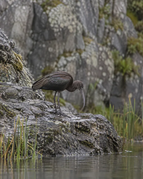 A dark, long-billed ibis stands on a wet, uneven rock ledge above still water, with reeds at the water’s edge and a softly blurred rocky background.