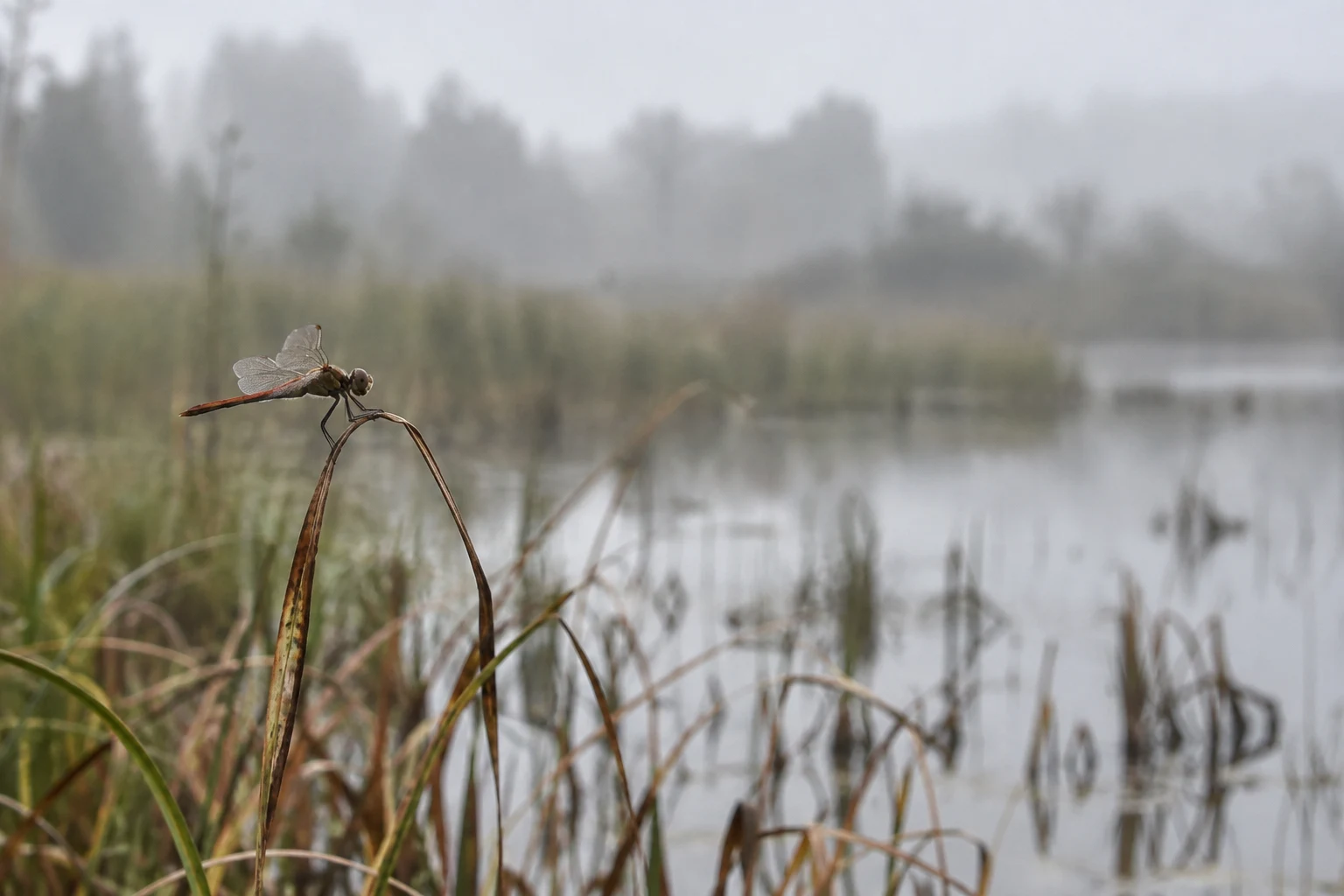 A small orange-red dragonfly rests in profile on a curved brown stalk among reeds beside a pale, still wetland pool.