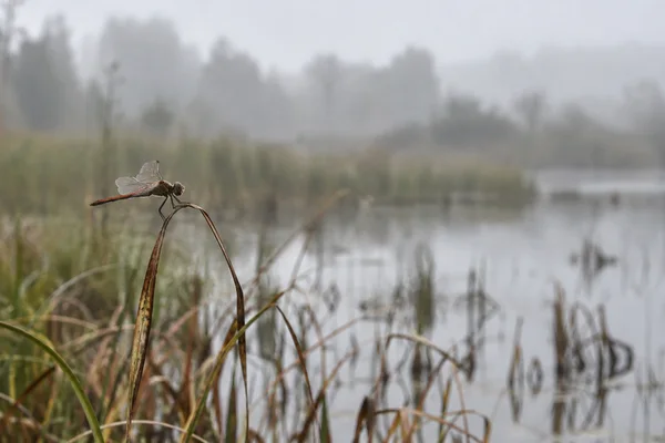 A small orange-red dragonfly rests in profile on a curved brown stalk among reeds beside a pale, still wetland pool.