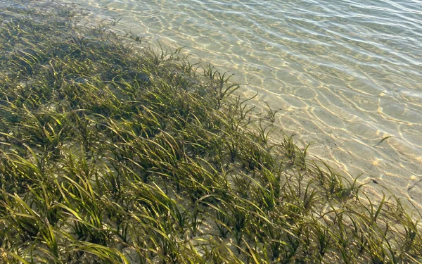 An olive-green seagrass bed borders pale submerged sand beneath clear, rippled coastal water, with warm sunlight tracing the leaves and sandy bottom.