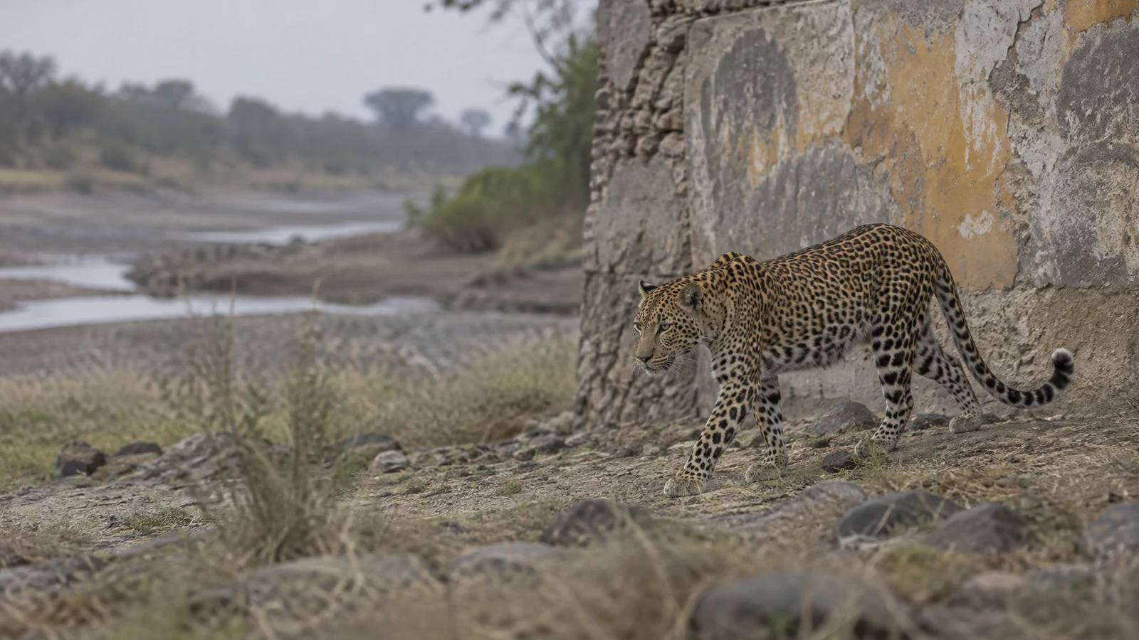 A leopard walks beside a weathered concrete wall with faded ochre and grey paint, above a dry, rocky riverbed with sparse grass.
