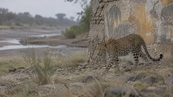 A leopard walks beside a weathered concrete wall with faded ochre and grey paint, above a dry, rocky riverbed with sparse grass.