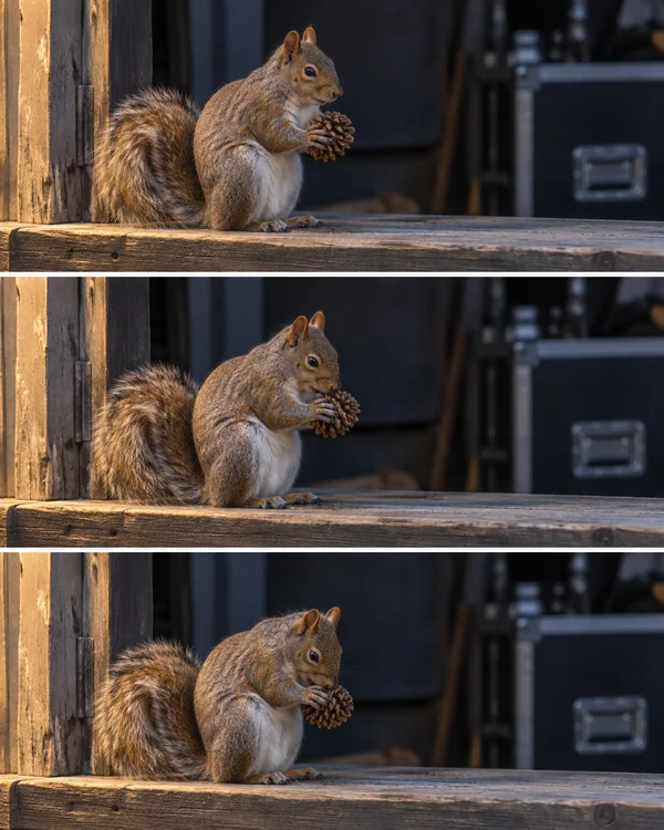Three stacked photographs show a grey-brown squirrel sitting on a worn timber sill and holding a pinecone, with dark equipment in the background.