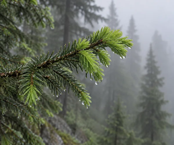 A rain-beaded fir branch with bright pale-green new growth angles upward across the foreground, against darker needles and softly blurred fir trunks fading…
