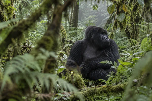 A mountain gorilla sits on a damp forest floor amid dense green foliage, looking to one side through softly blurred mossy branches and fern fronds.
