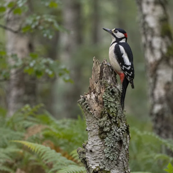 A great spotted woodpecker clings upright to a jagged, lichen-covered birch stump in a softly blurred woodland, looking upward in profile.