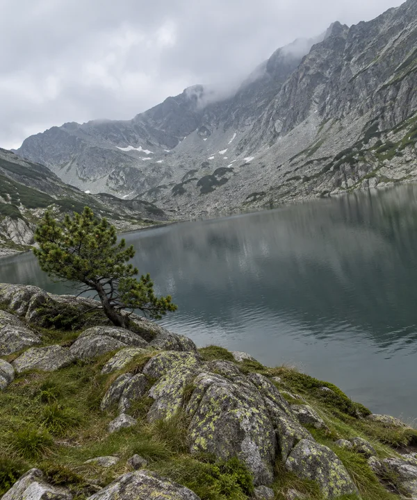 A gnarled dwarf pine grows among lichen-covered rocks and alpine grass beside a muted green lake, with steep grey scree slopes and cloud-softened ridgelines…