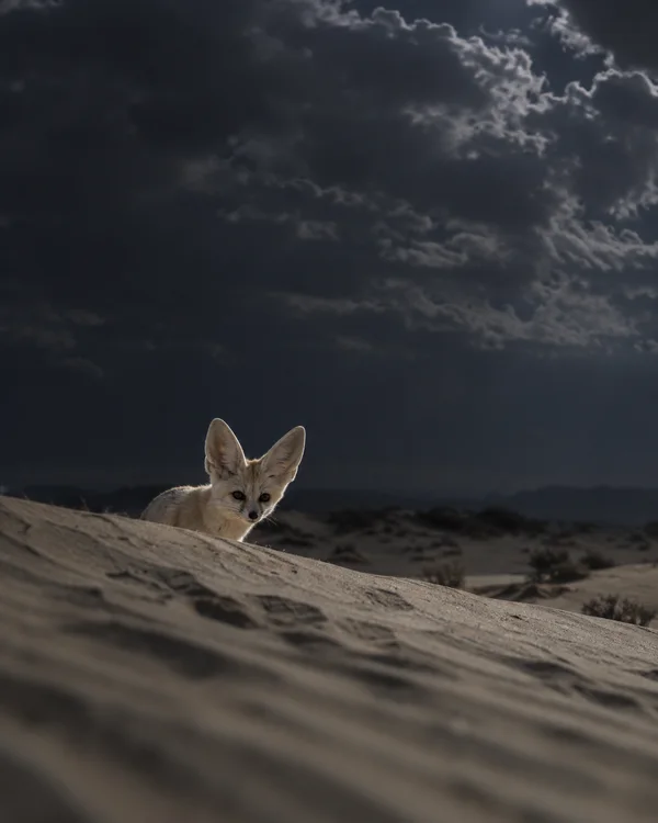 A fennec fox peers over a diagonally sloping desert dune beneath a dark, clouded night sky, with blurred sand in the foreground.