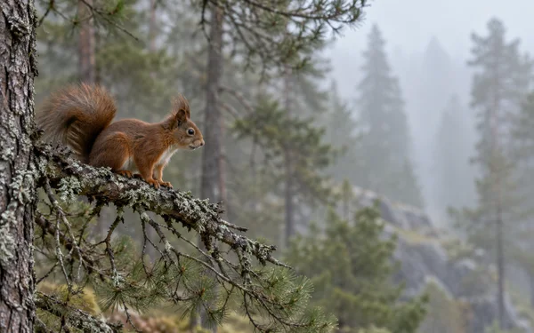 A red squirrel crouches on a lichen-covered pine branch, facing right into a misty conifer forest with softly blurred trees in the background.