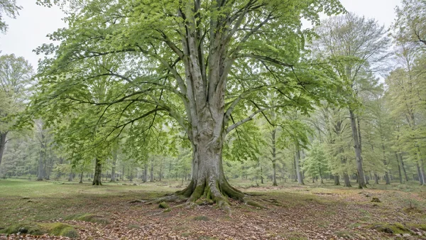 A large silver-grey tree with broad exposed roots stands in a leafy woodland glade, surrounded by other trees and a ground of grass and fallen leaves.