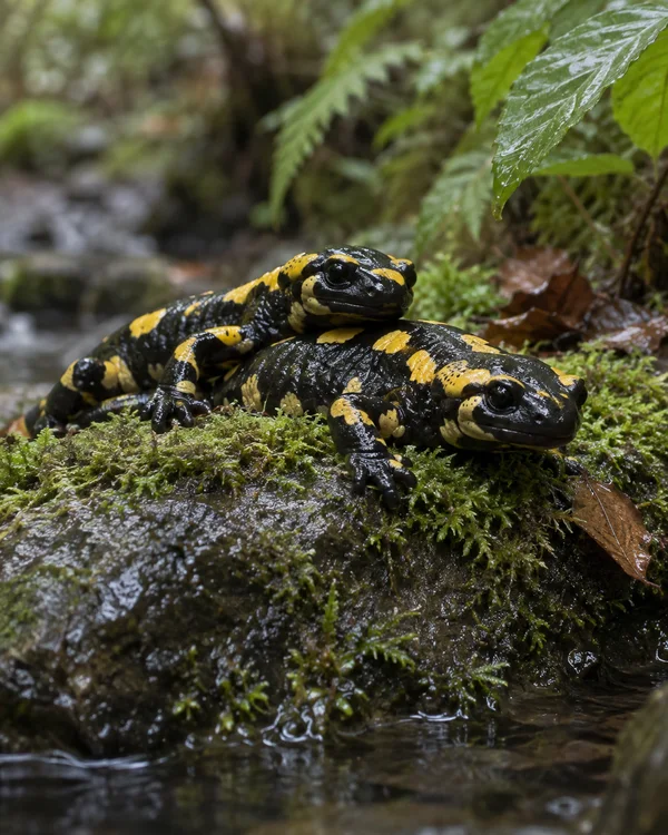 Two glossy black-and-yellow fire salamanders rest close together on a wet moss-covered rock beside a woodland stream, with one animal’s chin resting on the…