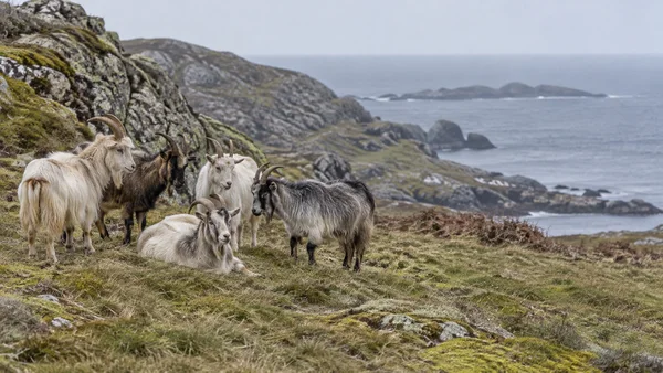 Five shaggy goats, four standing and one lying in the grass, gather on a rocky coastal hillside with grey sea and distant islands behind them.