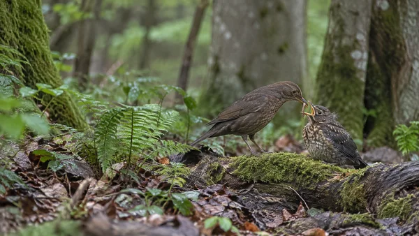A brown adult blackbird feeds an earthworm to a speckled fledgling on a moss-covered log in a damp woodland, with ferns and blurred tree trunks around them and…