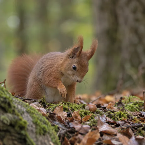 A russet red squirrel crouches on a mossy woodland floor among dry beech leaves, with one forepaw raised and its head angled toward a fallen beech nut.