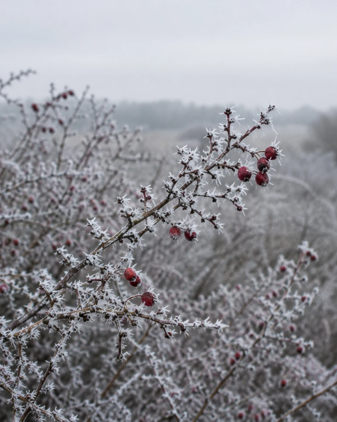 A frost-coated hawthorn branch with red berries cuts diagonally across a softly blurred winter hedgerow, beneath a pale grey-white sky.