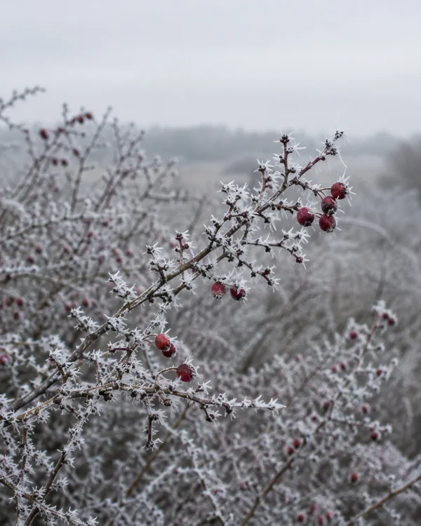 A frost-coated hawthorn branch with red berries cuts diagonally across a softly blurred winter hedgerow, beneath a pale grey-white sky.