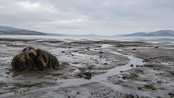 A large seaweed-covered boulder sits on a broad estuary mudflat, where shallow silver channels wind toward a pale strip of water and hazy hills beneath an…