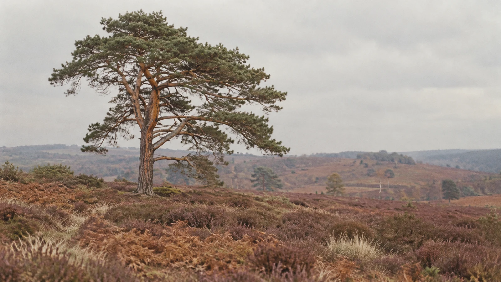 A mature Scots pine with an irregular, spreading crown stands left of centre on a heathland rise, above russet bracken and purple-brown heather beneath a pale…