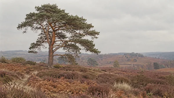 A mature Scots pine with an irregular, spreading crown stands left of centre on a heathland rise, above russet bracken and purple-brown heather beneath a pale…