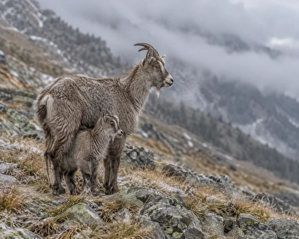 A shaggy grey-brown adult goat with curved horns stands beside a smaller kid on a rocky, frosty mountain slope; both face right toward the misty, cloud-covered…