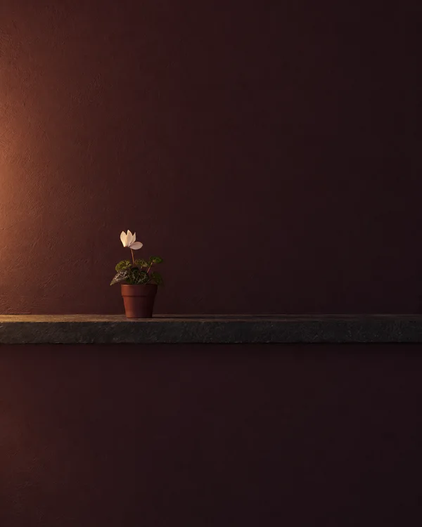 A small white flowering plant in a reddish-brown clay pot sits on a narrow dark stone ledge against a textured burgundy-brown wall, lit warmly from the left.