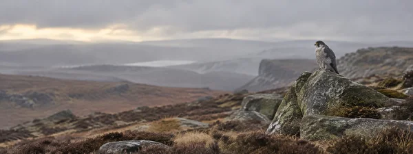 A falcon perches on a lichen-covered rock outcrop above a broad rust-brown moor, with layered hills and mist beneath a cloudy sky.