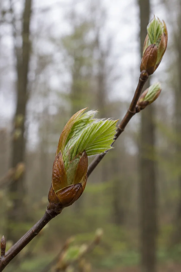 A close-up of a beech twig running diagonally through a softly blurred woodland background, with brown buds opening to reveal pale-green, finely hairy leaves.