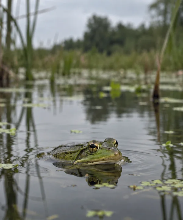 A green frog floats near the surface of a wetland pool, with its golden-ringed eyes and snout above water and its reflection visible below; blurred reeds and…