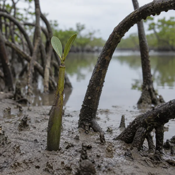 A young green-brown mangrove propagule with two fresh leaves stands in wet tidal mud among dark arching prop roots, with shallow water and blurred mangroves…
