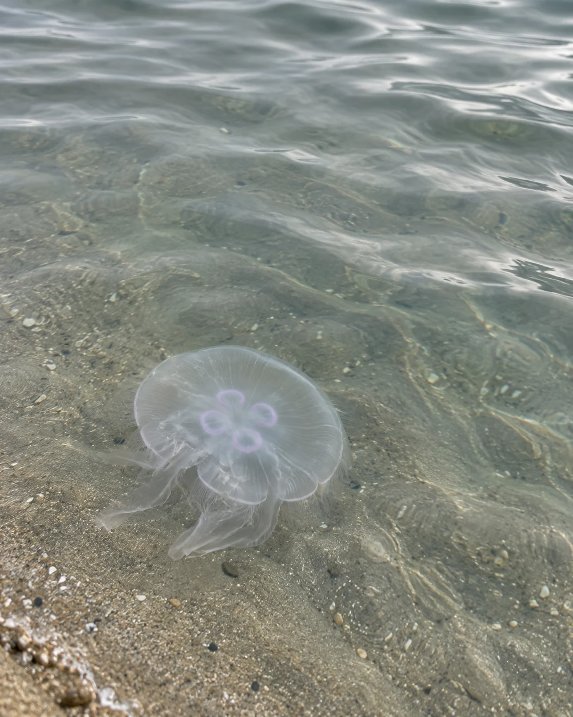 A translucent moon jellyfish with four pale violet-pink rings drifts above a sandy seabed in clear, rippling coastal water.