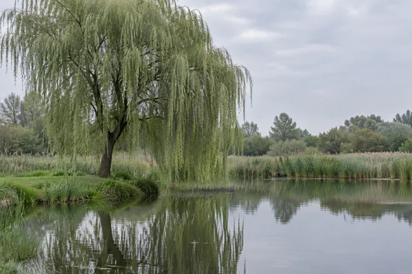 A mature weeping willow stands on a grassy wetland bank, its hanging branches and dark trunk reflected in a calm pond.