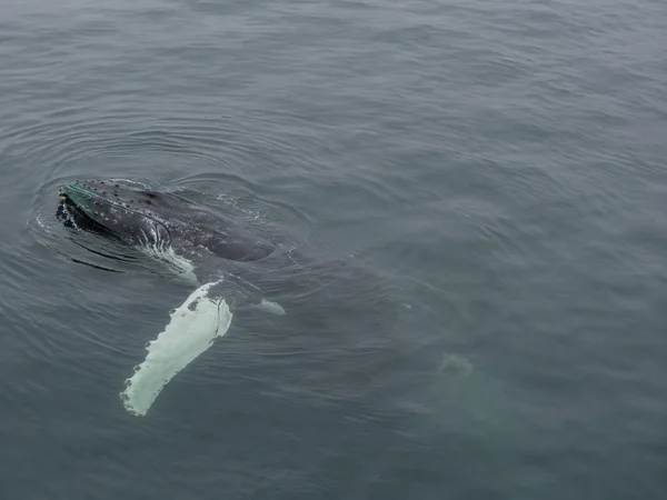 A humpback whale floats just below the surface of a calm grey-green sea, its dark head and back visible beside a long pale pectoral fin extending toward the…