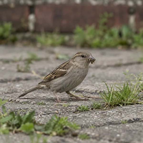 A female house sparrow stands on weathered paving slabs with a cluster of small insects in its beak; green weeds grow between the cracks, and a brick wall is…