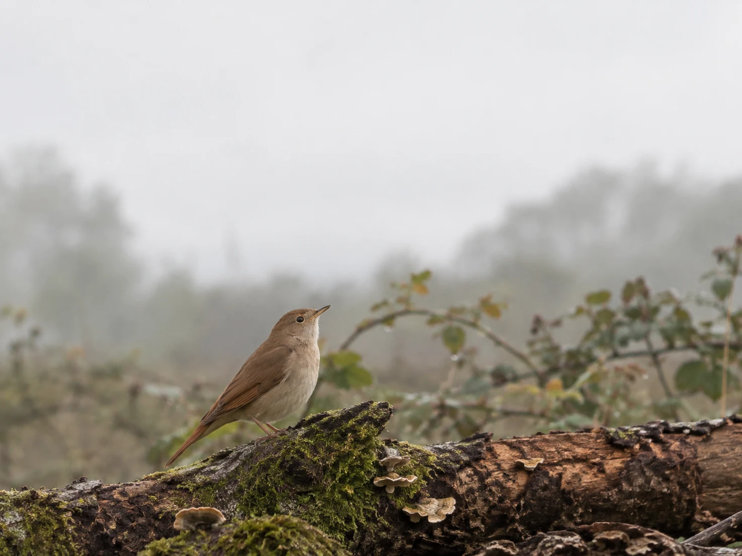 A russet-brown songbird with a pale throat perches on a moss-covered fallen branch dotted with bracket fungi, against softly blurred, misty foliage and a pale…