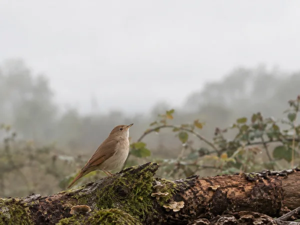 A russet-brown songbird with a pale throat perches on a moss-covered fallen branch dotted with bracket fungi, against softly blurred, misty foliage and a pale…