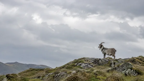 A shaggy grey-brown goat stands alert on a rocky, lichen-speckled grassy ridge beneath a broad overcast sky, with distant hills visible at left.