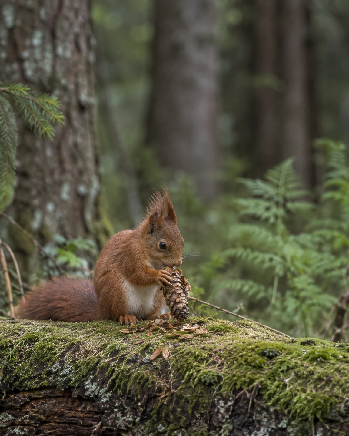 A red squirrel crouches on a moss-covered fallen log, holding and gnawing a pine cone, with small flakes scattered nearby and soft-focus conifers and ferns…