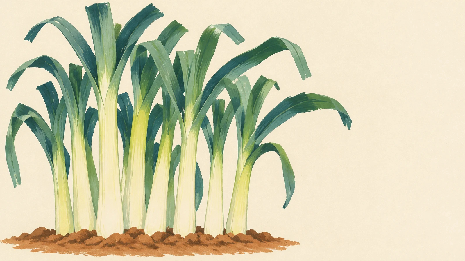 A hand-drawn pastel-style illustration of a cluster of tall leeks growing from a strip of ochre soil against a warm cream background, with broad blue-green…
